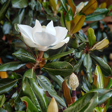 Load image into Gallery viewer, Sweet Magnolia Tree Seeds