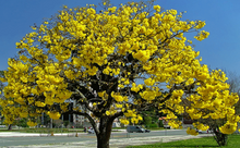 Load image into Gallery viewer, Golden Trumpet Tabebuia Tree Seeds