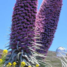 Load image into Gallery viewer, Pride of Madeira Plant Seeds