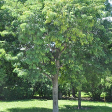Load image into Gallery viewer, River Tamarind Tree Seeds