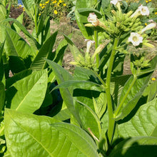 Load image into Gallery viewer, Virginia Gold Tobacco Plant Seeds