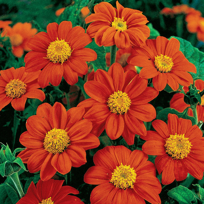 where to find torch flower seeds Tithonia Mexican Torch Sunflower Seeds – SEEDTOPIA