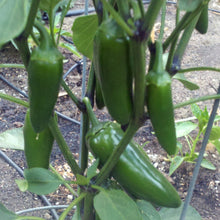 Load image into Gallery viewer, Organic Jalapeno Pepper Plant Seeds
