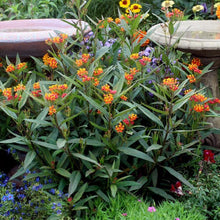 Load image into Gallery viewer, Tropical Milkweed Plant Seeds