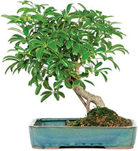 Load image into Gallery viewer, Umbrella Tree Seeds