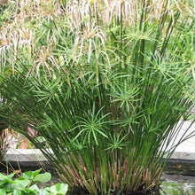 Load image into Gallery viewer, Umbrella Plant Seeds