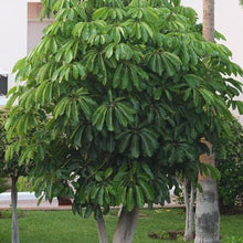 Load image into Gallery viewer, Umbrella Tree Seeds