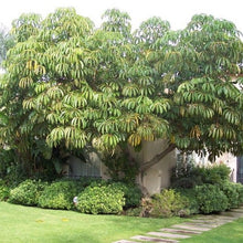 Load image into Gallery viewer, Umbrella Tree Seeds