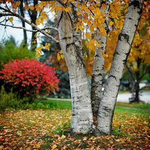 Load image into Gallery viewer, White Paper Birch Tree Seeds