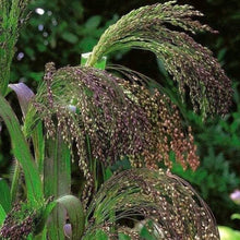 Load image into Gallery viewer, Violet Ornamental Panic Grass Seeds