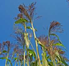 Load image into Gallery viewer, Violet Ornamental Panic Grass Seeds