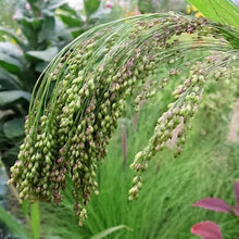 Load image into Gallery viewer, Violet Ornamental Panic Grass Seeds