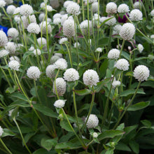 Load image into Gallery viewer, White Gomphrena (Globe Amaranth) Plant Seeds