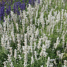 Load image into Gallery viewer, White Salvia Plant Seeds