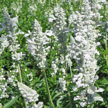 Load image into Gallery viewer, White Salvia Plant Seeds