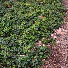Load image into Gallery viewer, Wintergreen Ornamental Groundcover Plant Seeds