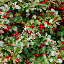 Load image into Gallery viewer, Wintergreen Ornamental Groundcover Plant Seeds