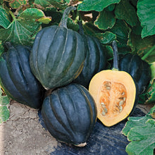 Load image into Gallery viewer, Organic Early Acorn Squash Plant Seeds