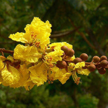 Load image into Gallery viewer, Yellow Poinciana Tree Seeds