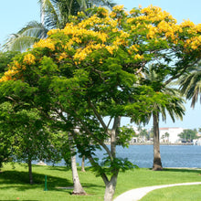 Load image into Gallery viewer, Yellow Poinciana Tree Seeds