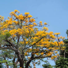 Load image into Gallery viewer, Yellow Poinciana Tree Seeds