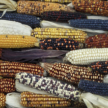 Load image into Gallery viewer, Organic Zea Mays Ornamental Corn Plant Seeds