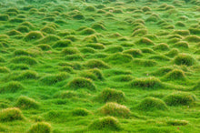 Load image into Gallery viewer, Korean Zoysia Ornamental Grass (Zoysia Japonica) Seeds - NEW FOR 2026
