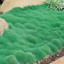 Load image into Gallery viewer, Korean Zoysia Ornamental Grass (Zoysia Japonica) Seeds - NEW FOR 2026
