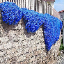 Load image into Gallery viewer, Blue Rock Cress Ornamental Groundcover Seeds

