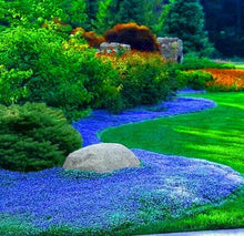 Load image into Gallery viewer, Blue Rock Cress Ornamental Groundcover Seeds
