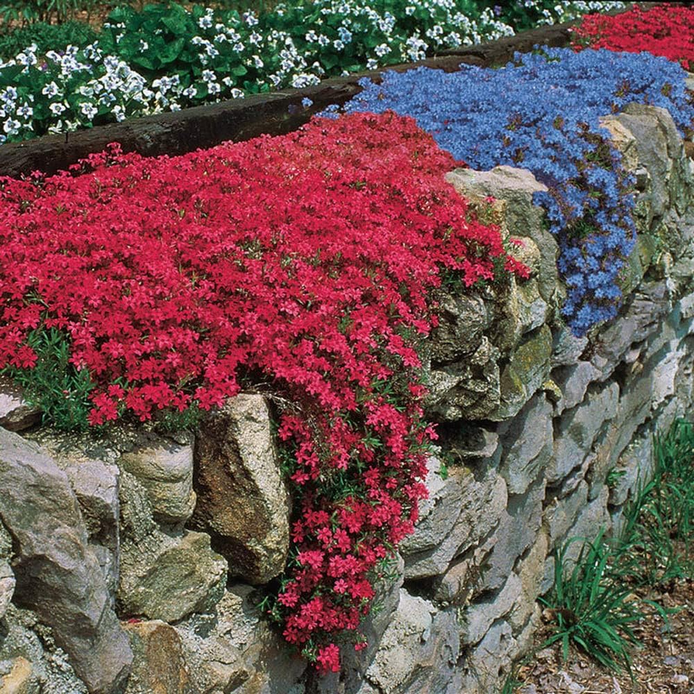 Red Rock Cress Ornamental Groundcover Seeds