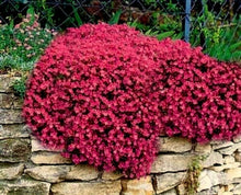 Load image into Gallery viewer, Red Rock Cress Ornamental Groundcover Seeds

