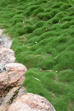 Load image into Gallery viewer, Korean Zoysia Ornamental Grass (Zoysia Japonica) Seeds - NEW FOR 2026
