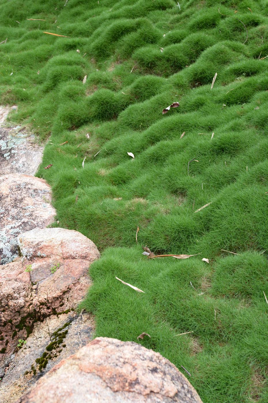 Korean Zoysia Ornamental Grass (Zoysia Japonica) Seeds - NEW FOR