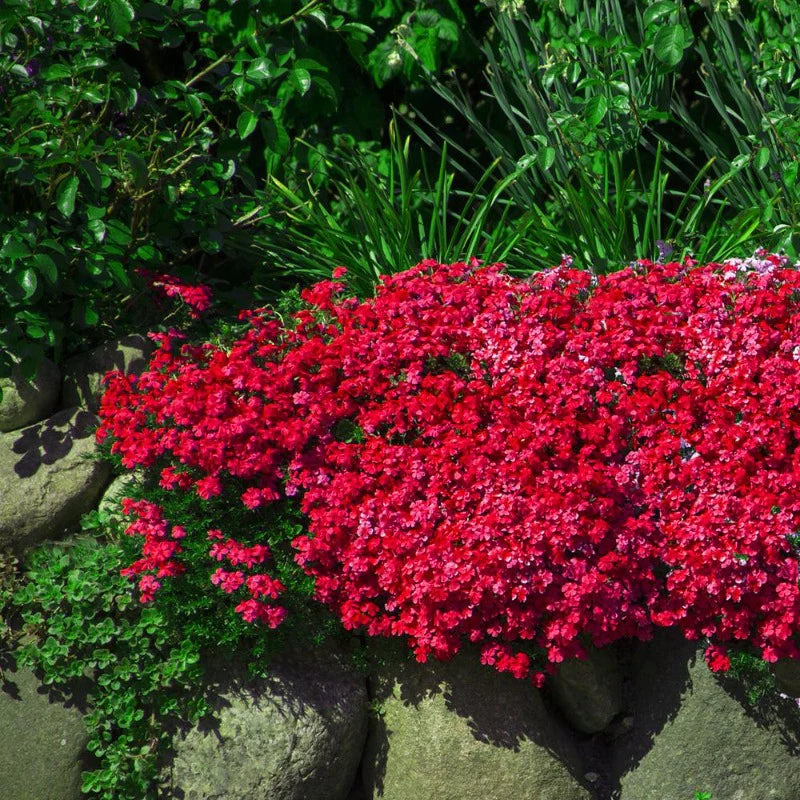 planting rock cress seeds Red Rock Cress Ornamental Groundcover Seeds – SEEDTOPIA