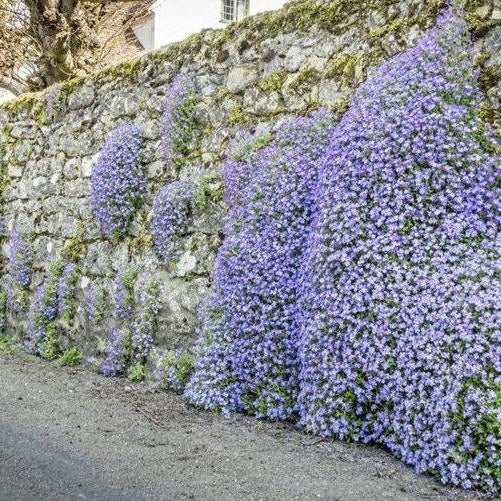 Pale Blue Rock Cress Ornamental Groundcover Seeds