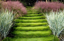 Load image into Gallery viewer, Korean Zoysia Ornamental Grass (Zoysia Japonica) Seeds - NEW FOR 2026
