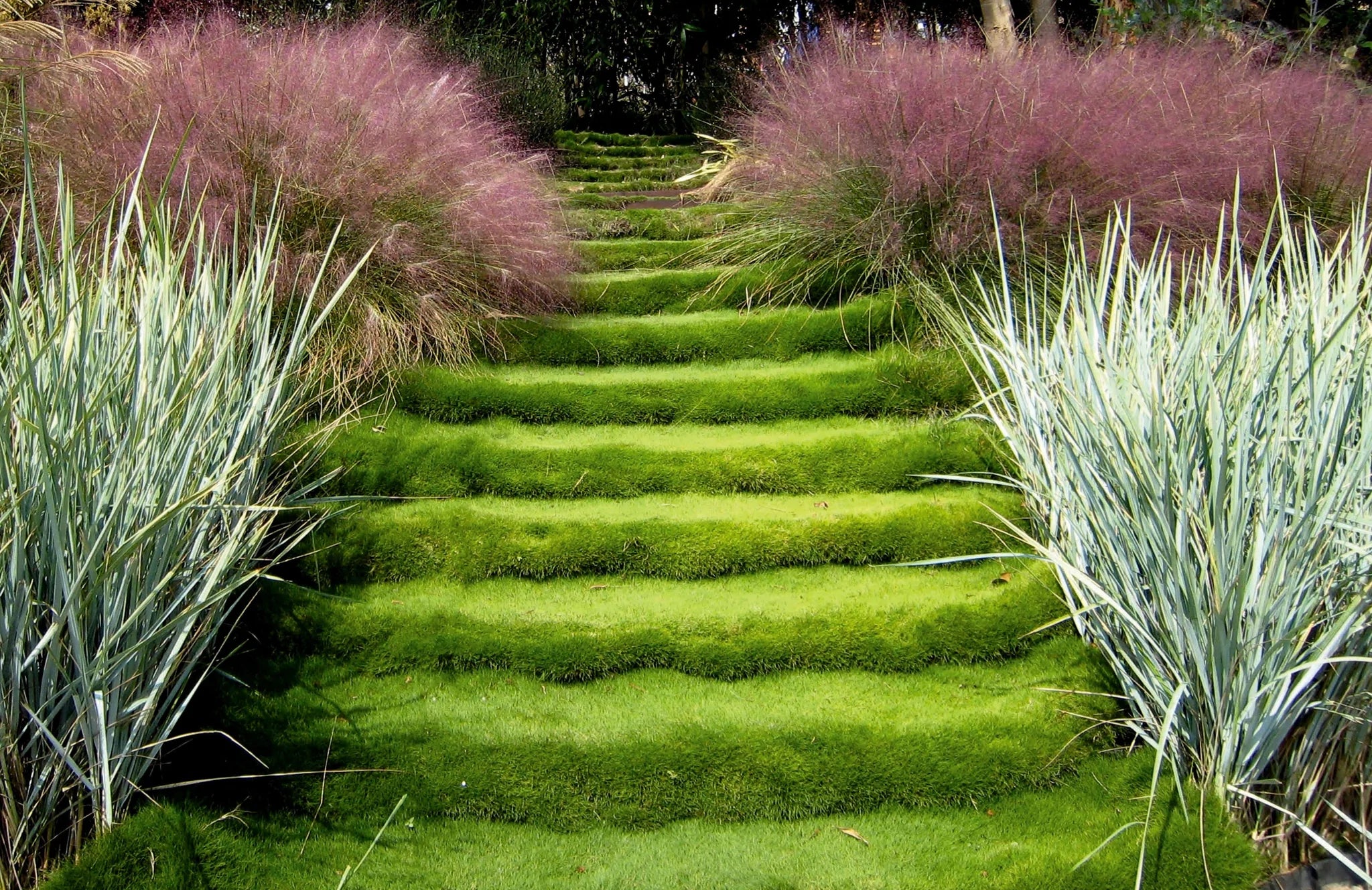 Korean Zoysia Ornamental Grass (Zoysia Japonica) Seeds - NEW FOR