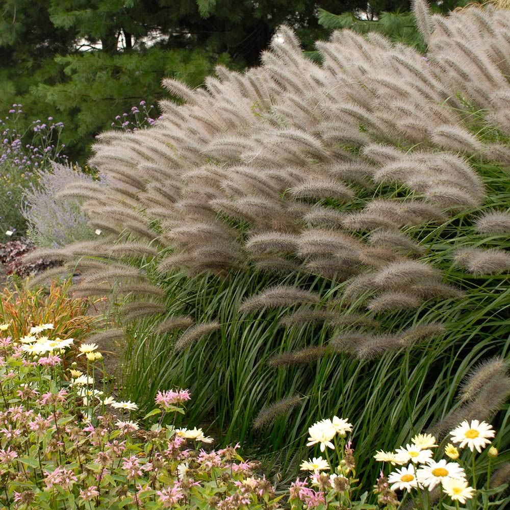 White Fountain Ornamental Grass Seeds