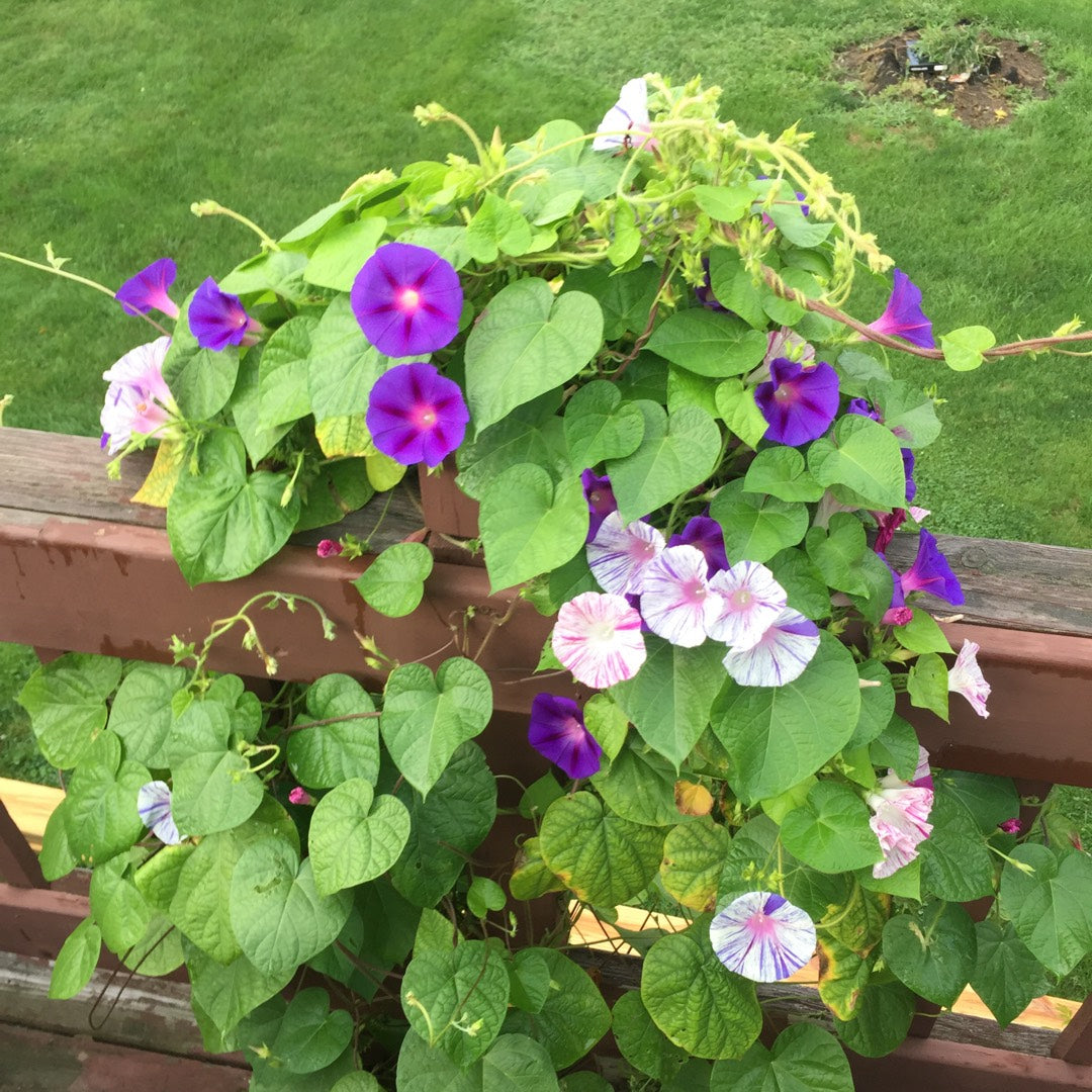 Carnival of Venice Morning Glory Plant Seeds – SEEDTOPIA