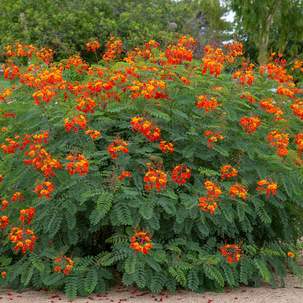 Pride of Barbados/Mexican Red Bird of Paradise Plant Seeds