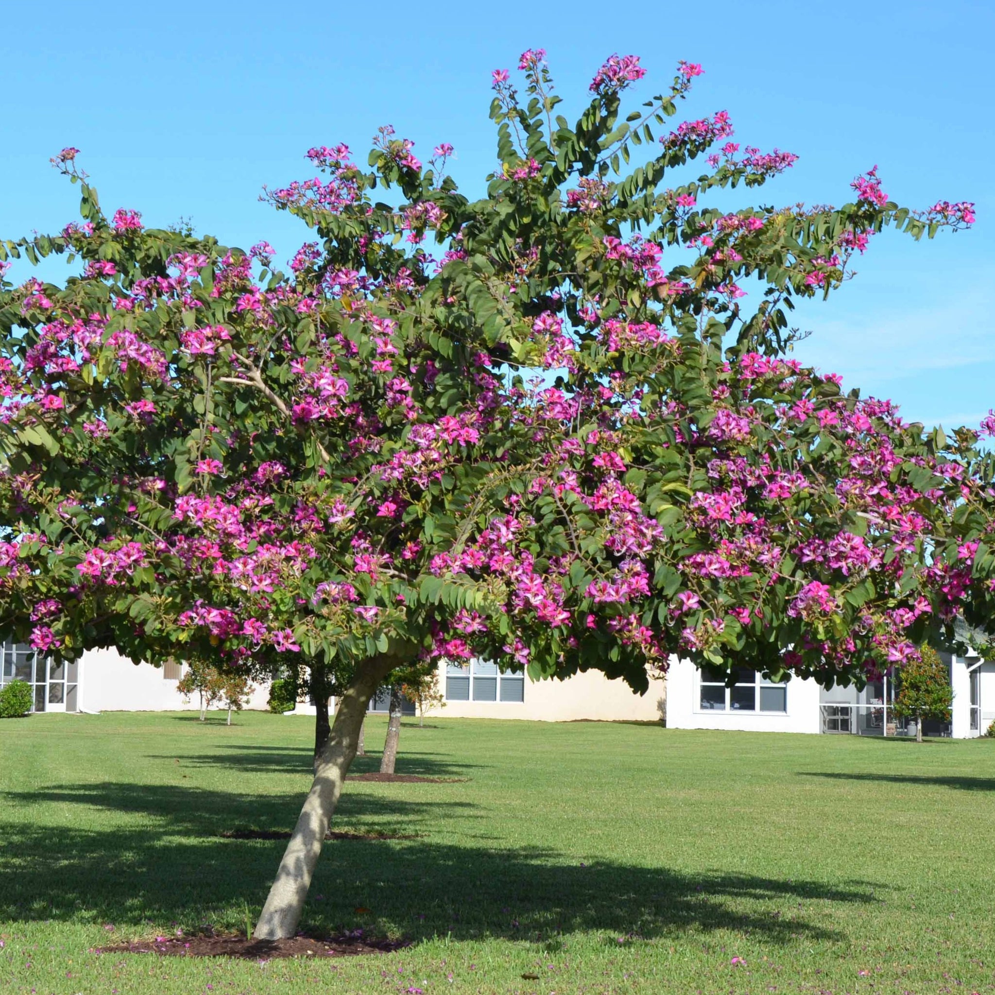 planting orchid tree seeds Hong Kong Orchid Tree Seeds