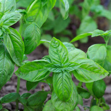 Load image into Gallery viewer, Organic Basil Plant Seeds
