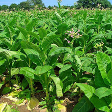 Load image into Gallery viewer, Virginia Gold Tobacco Plant Seeds
