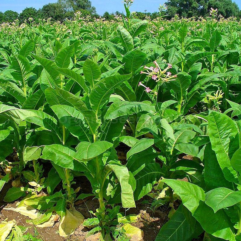 Virginia Gold Tobacco Plant Seeds