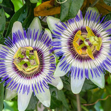 Load image into Gallery viewer, Blue Crown Passion Flower Seeds
