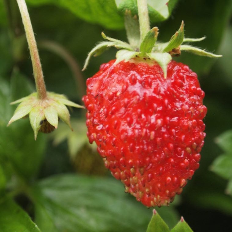 organic alpine strawberry seeds Rügen Strawberry Everbearing Seeds, 100 Pcs