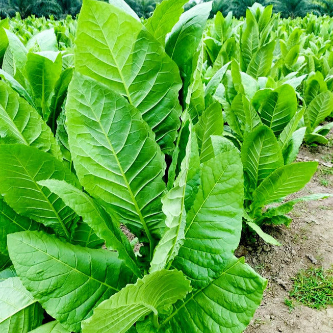 Havana 608 Tobacco Plant Seeds