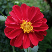 Load image into Gallery viewer, Dahlia Flower Seeds
