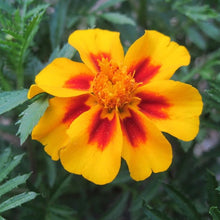 Load image into Gallery viewer, Jaguar French Marigold Flower Seeds
